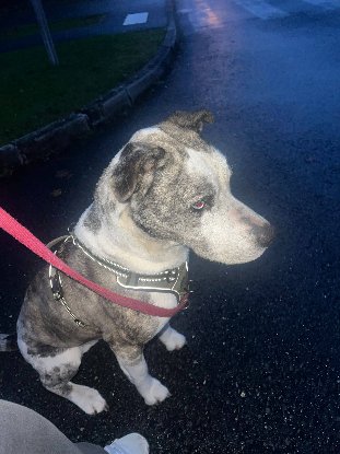 Adopter Sooky