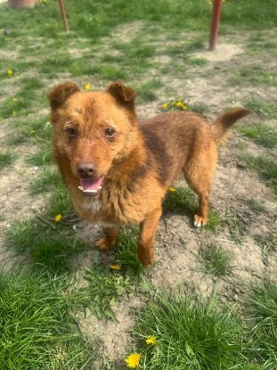 Adopter Soren