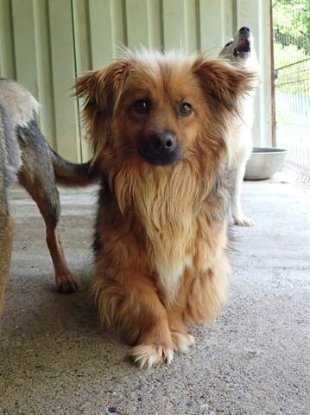 Adopter Starsky