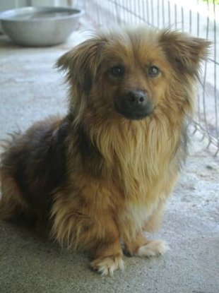 Adopter Starsky
