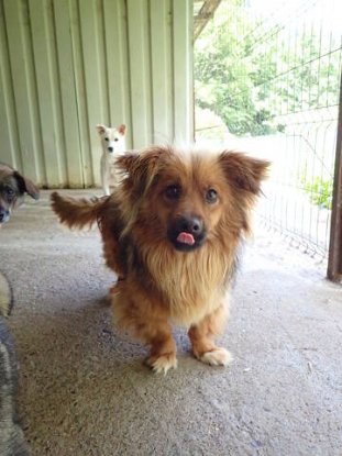 Adoption Starsky
