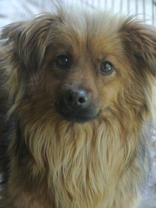 Adoption Starsky