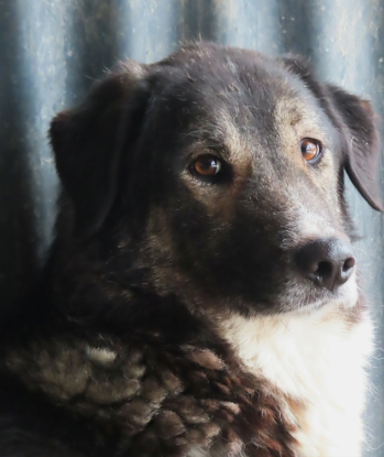 Adopter Steapa