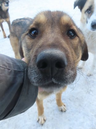 Adopter Stetson