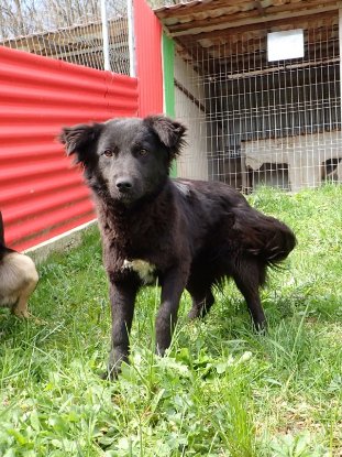Adoption Stylish