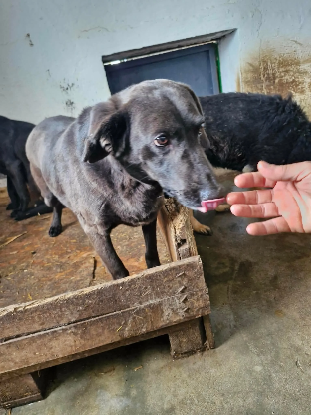 Adopter Surprise