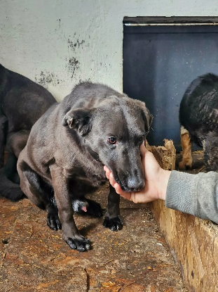 Adopter Surprise
