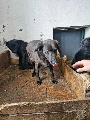 Adoption Surprise