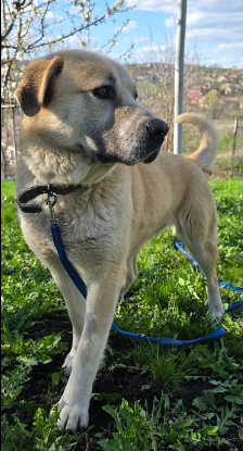 Adopter Suzzy