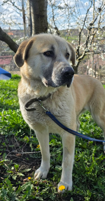 Adopter Suzzy