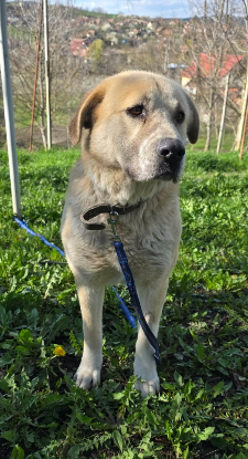 Adoption Suzzy