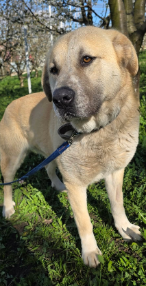 Adoption Suzzy