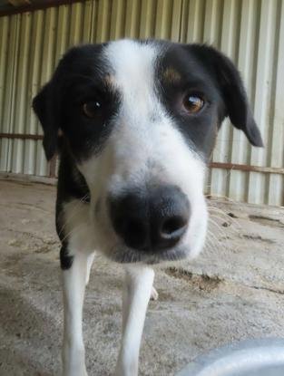 Adopter Taïga