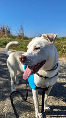 Adopter Taïga
