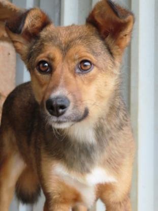 Adopter Talie