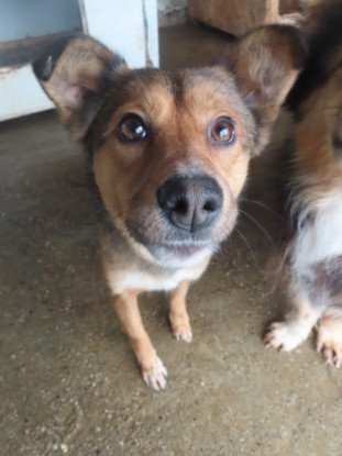 Adopter Talie