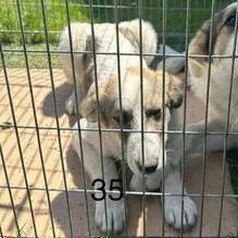 Adopter Tana