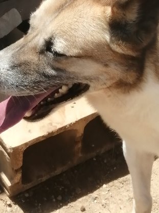 Adopter Tango