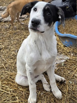 Adopter Tasha