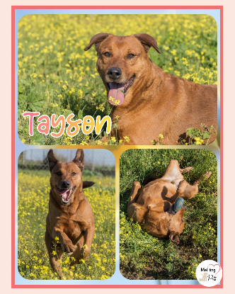 Adopter Tayson