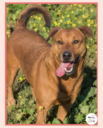 Adopter Tayson