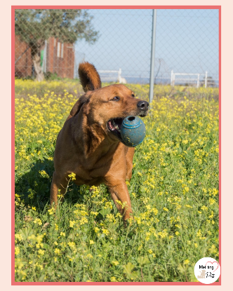Adopter Tayson