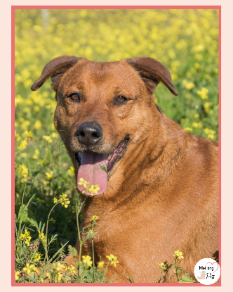 Adoption Tayson