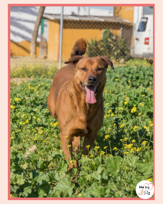 Adoption Tayson
