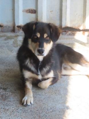 Adopter Tayzen