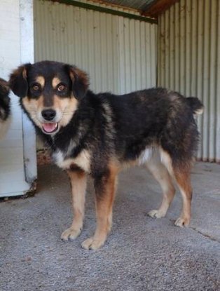 Adopter Tayzen