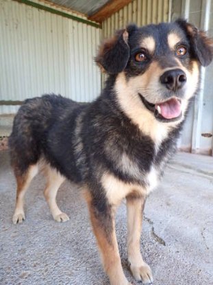 Adoption Tayzen