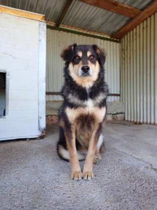 Adoption Tayzen
