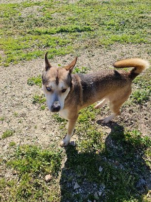 Adopter Tchoupi