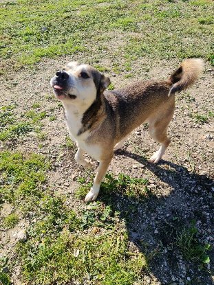 Adopter Tchoupi