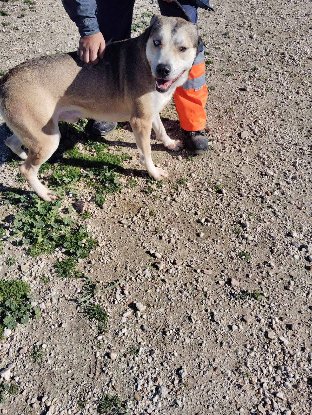 Adoption Tchoupi