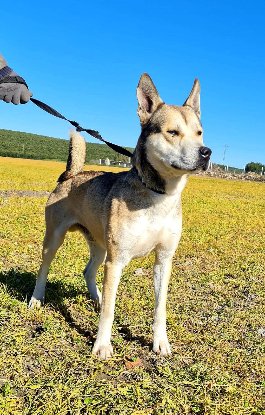 Adoption Tchoupi