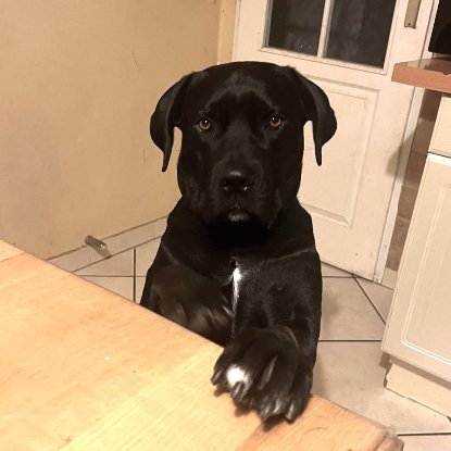 Adopter Télya