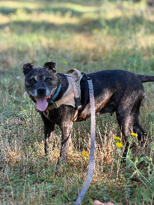 Adopter Tia
