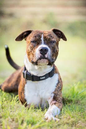 Adopter Tibag