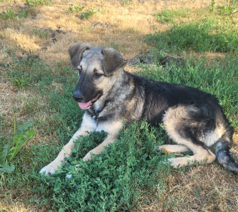 Adopter Tila