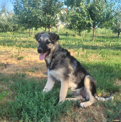 Adopter Tila