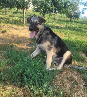 Adoption Tila