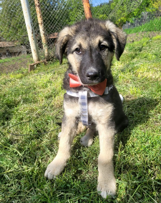 Adoption Tila