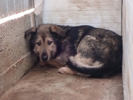Adopter Timba