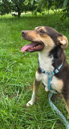 Adopter Timmy