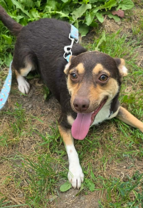 Adopter Timmy