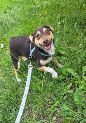 Adoption Timmy