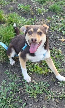 Adoption Timmy