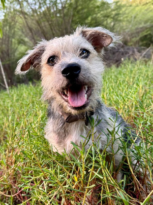 Adopter Tinou
