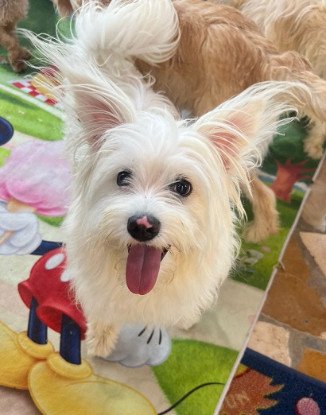 Adopter Tintin
